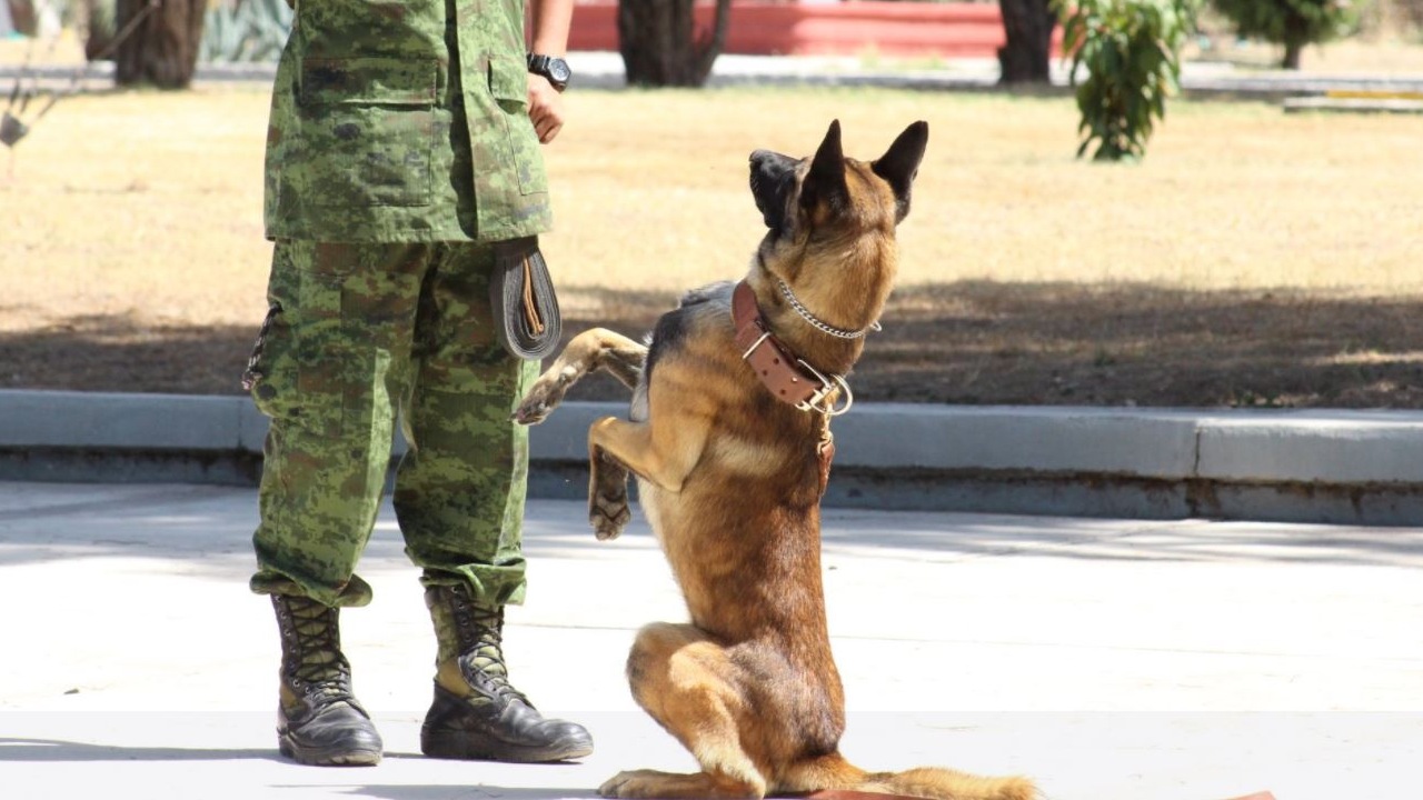 ¿Quieres una mascota?, Sedena da en adopción a sus perros jubilados