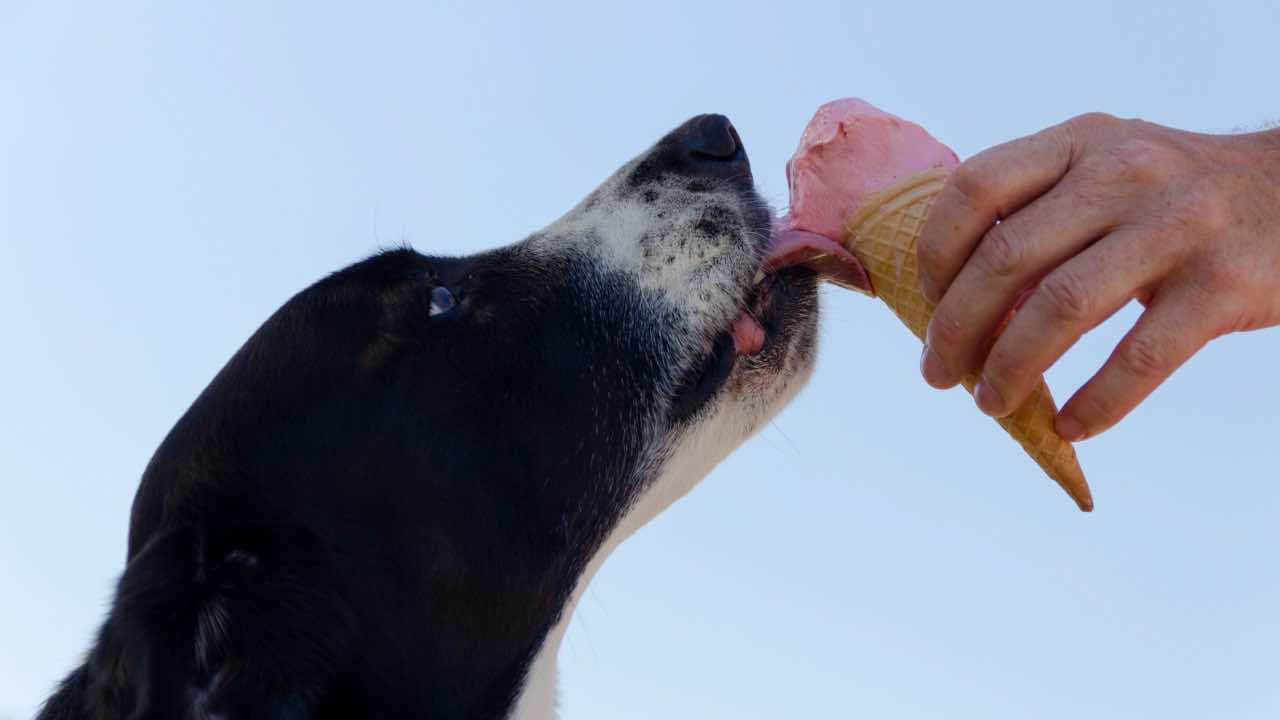 5 alimentos que son tóxicos para tu perro