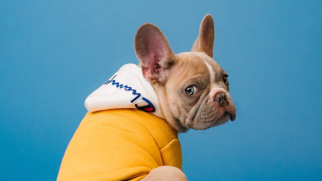 ¿Es legal que te prohiban tener una mascota al rentar una vivienda en condominio?