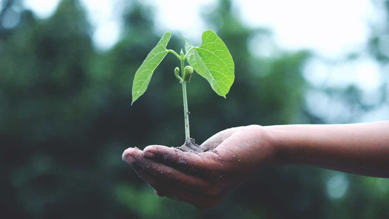Día de la Tierra: 3 consejos para cuidar el planeta y ahorrar algo de dinero