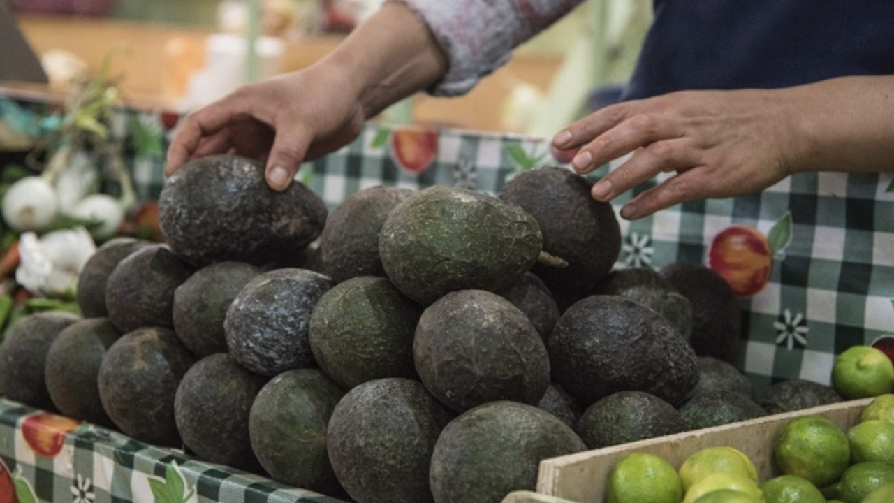 ¡ADIÓS al Guacamole! Kilo de AGUACATE se vende en $140 Pesos