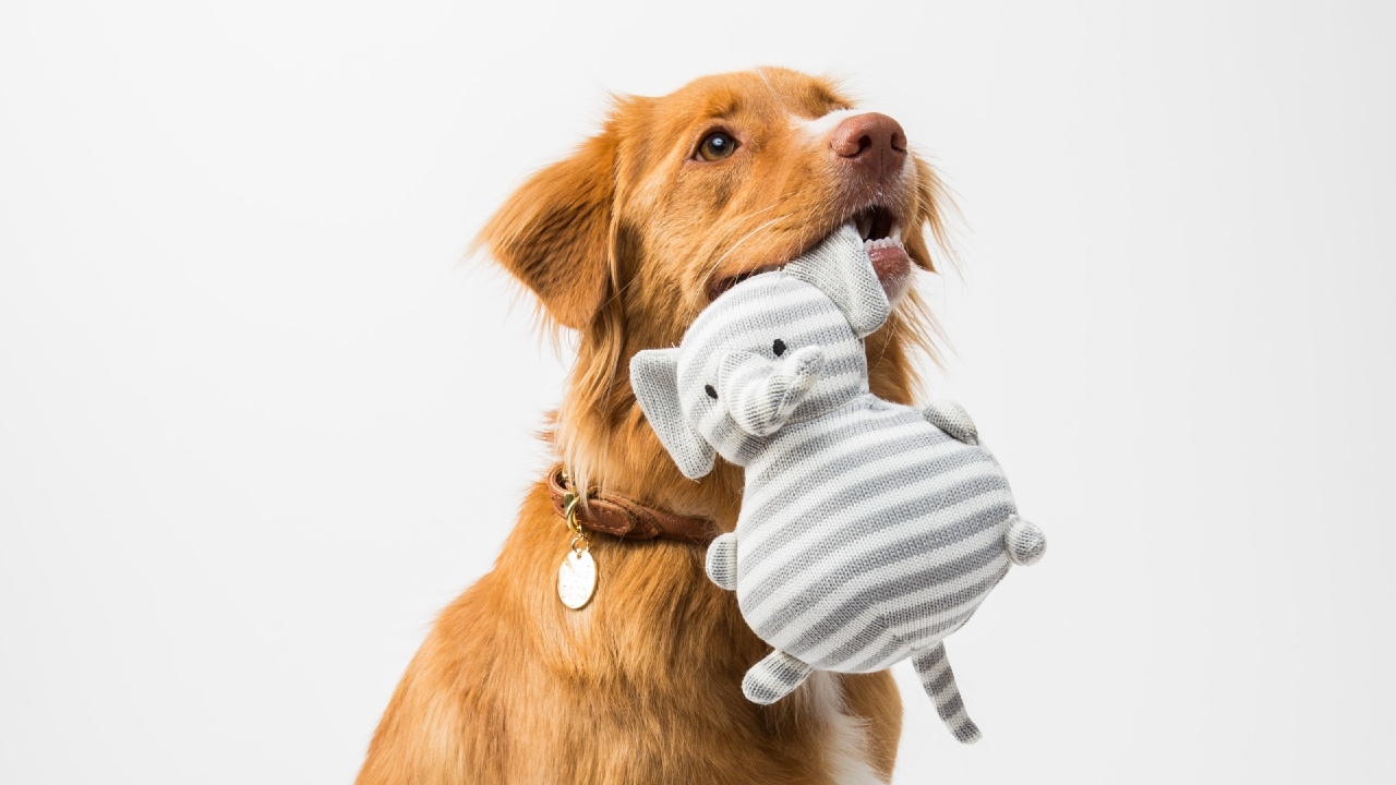 ¿Cuáles son los gastos de tener una mascota? Entérate