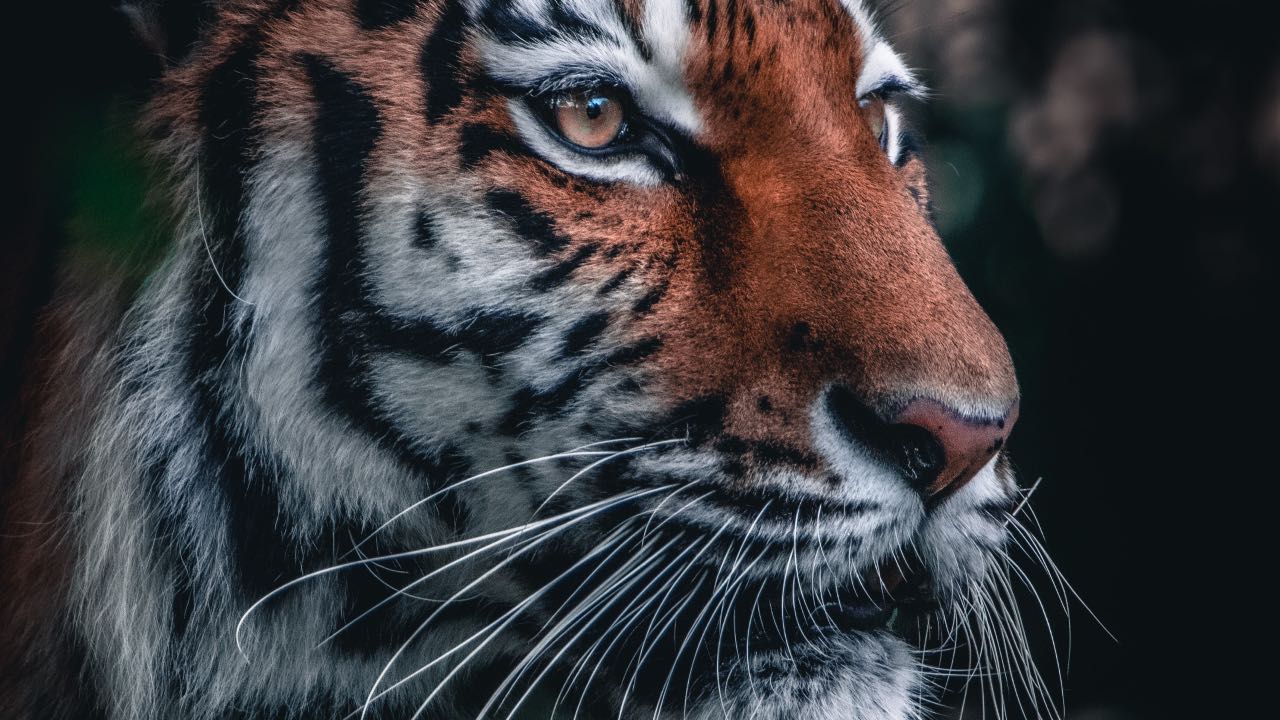 animales exóticos México