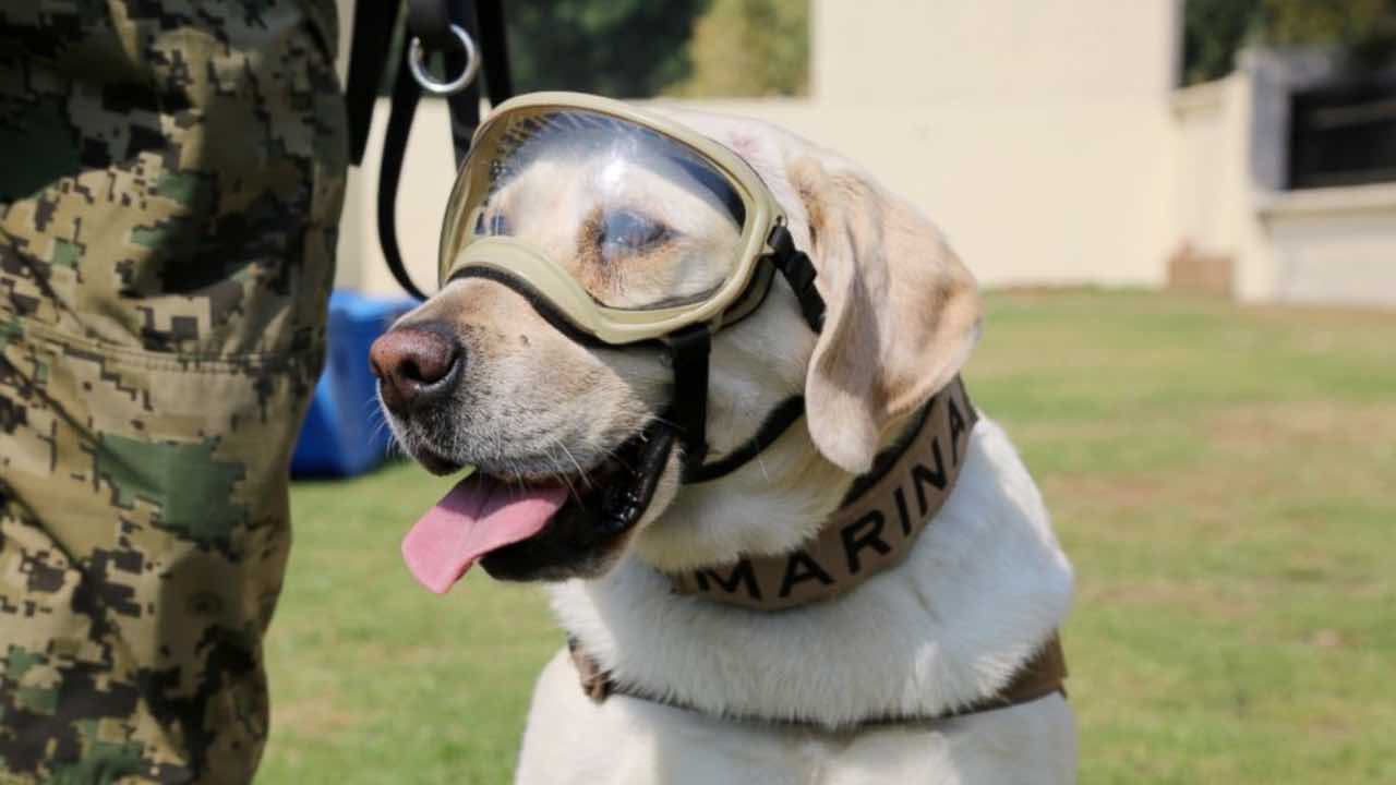 Taller para perros rescatistas: Cuánto cuesta inscribir a tu lomito