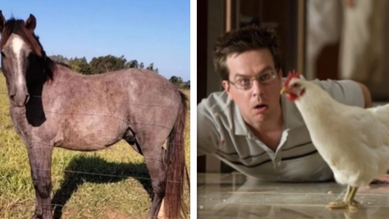 Hombre entró borracho a subasta, ganó un caballo y no lo recuerda