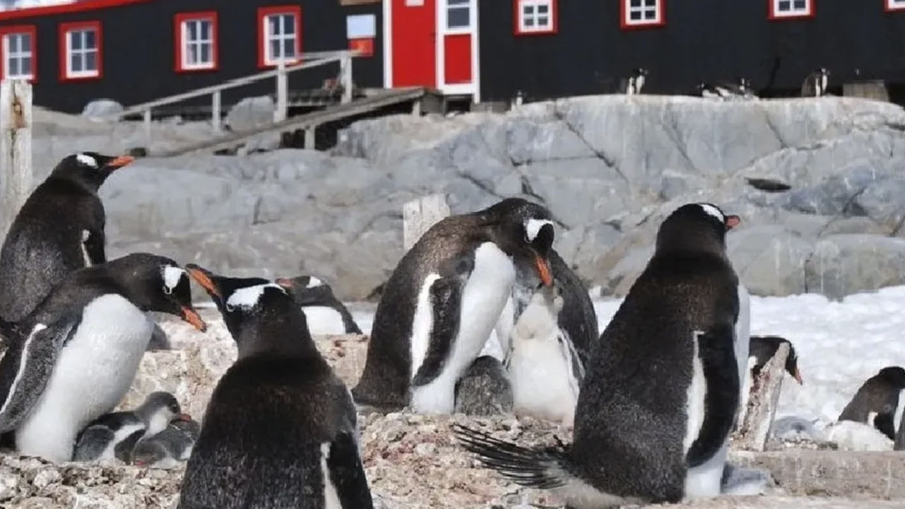 Debes de cuidar pingüinos