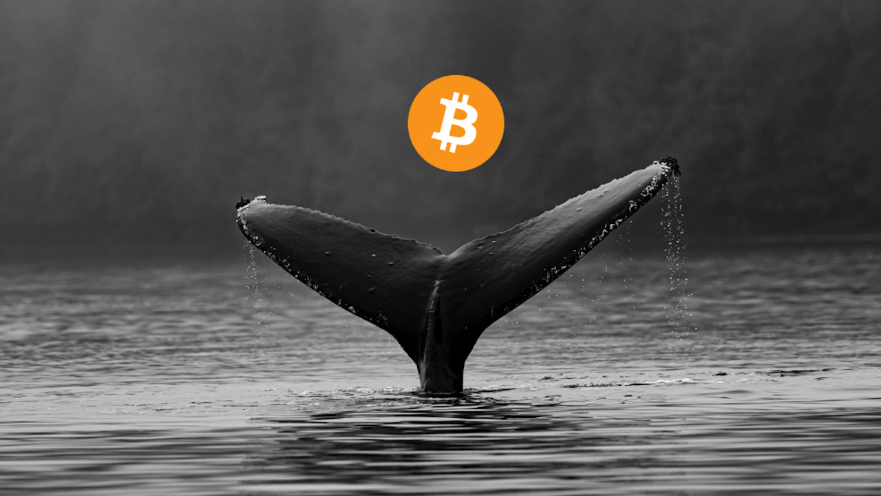 Camarones, tiburones, ballenas y otros peces en las criptomonedas