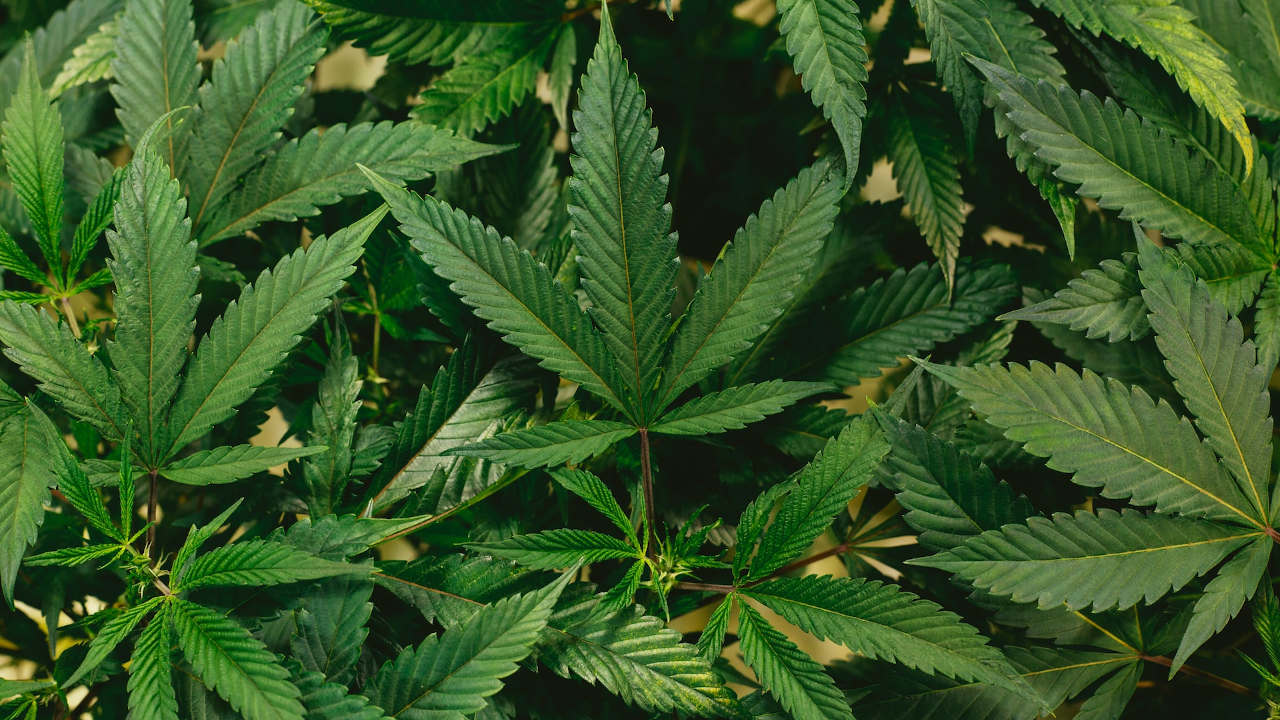 JuicyFields: Inversionistas son víctimas de una estafa Ponzi