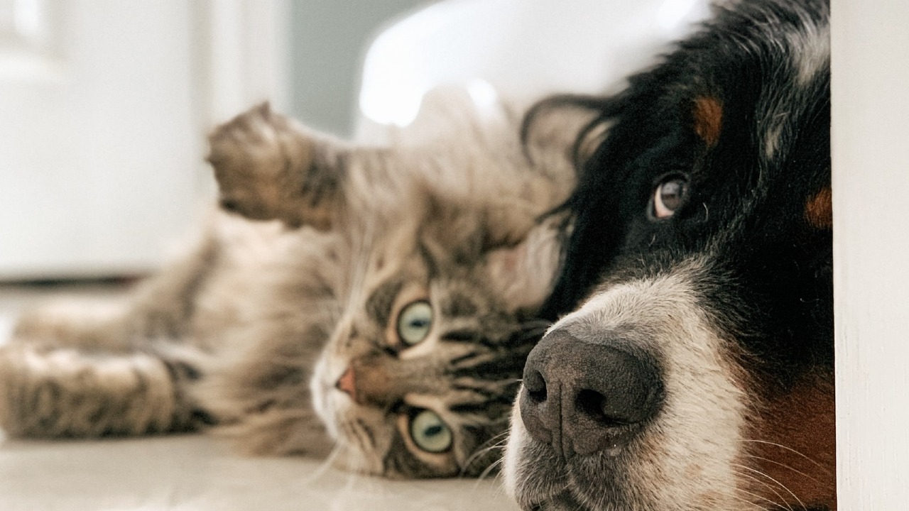 Estos son los pasos para tramitar la CURP de tus MASCOTAS