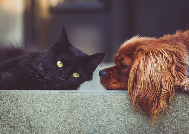¿Por qué los mexicanos GASTAN MÁS en sus MASCOTAS que en su SALUD?