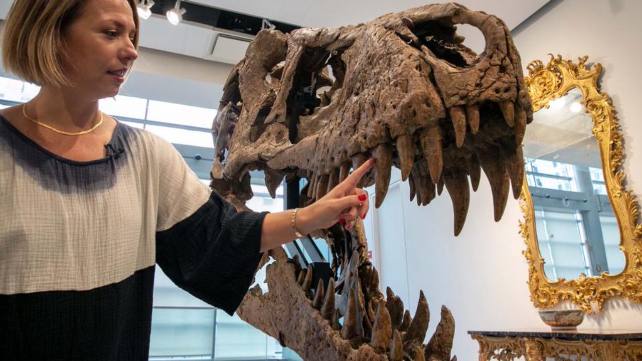 Cráneo de T Rex a subasta en Nueva York