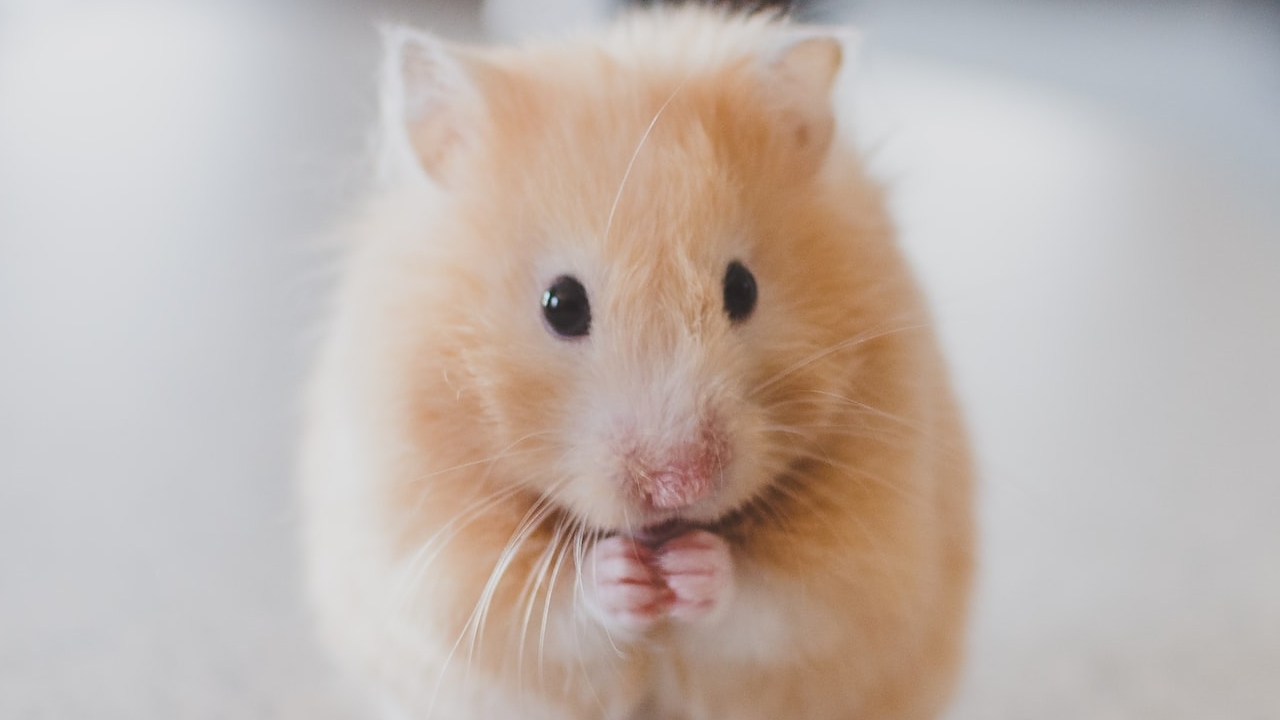 ¿Tienes hámster? La nueva ley de Bienestar Animal ya prohíbe tenerlo