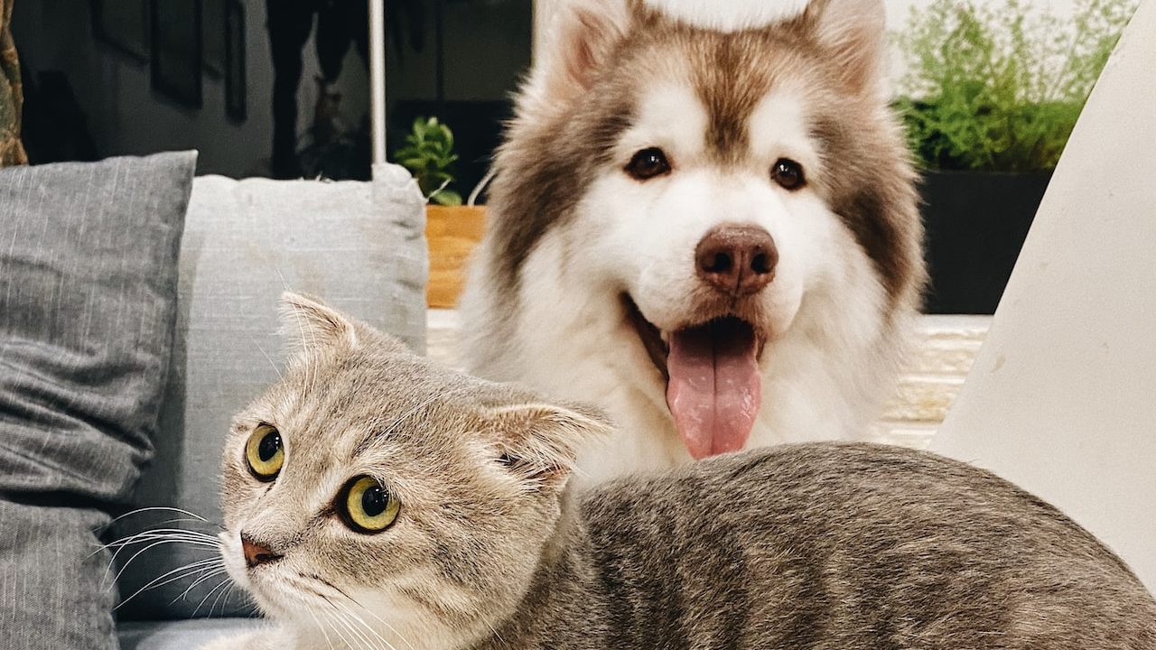 ¿Cuánto es lo que debes pagar por dejar a tu mascota en una pensión?