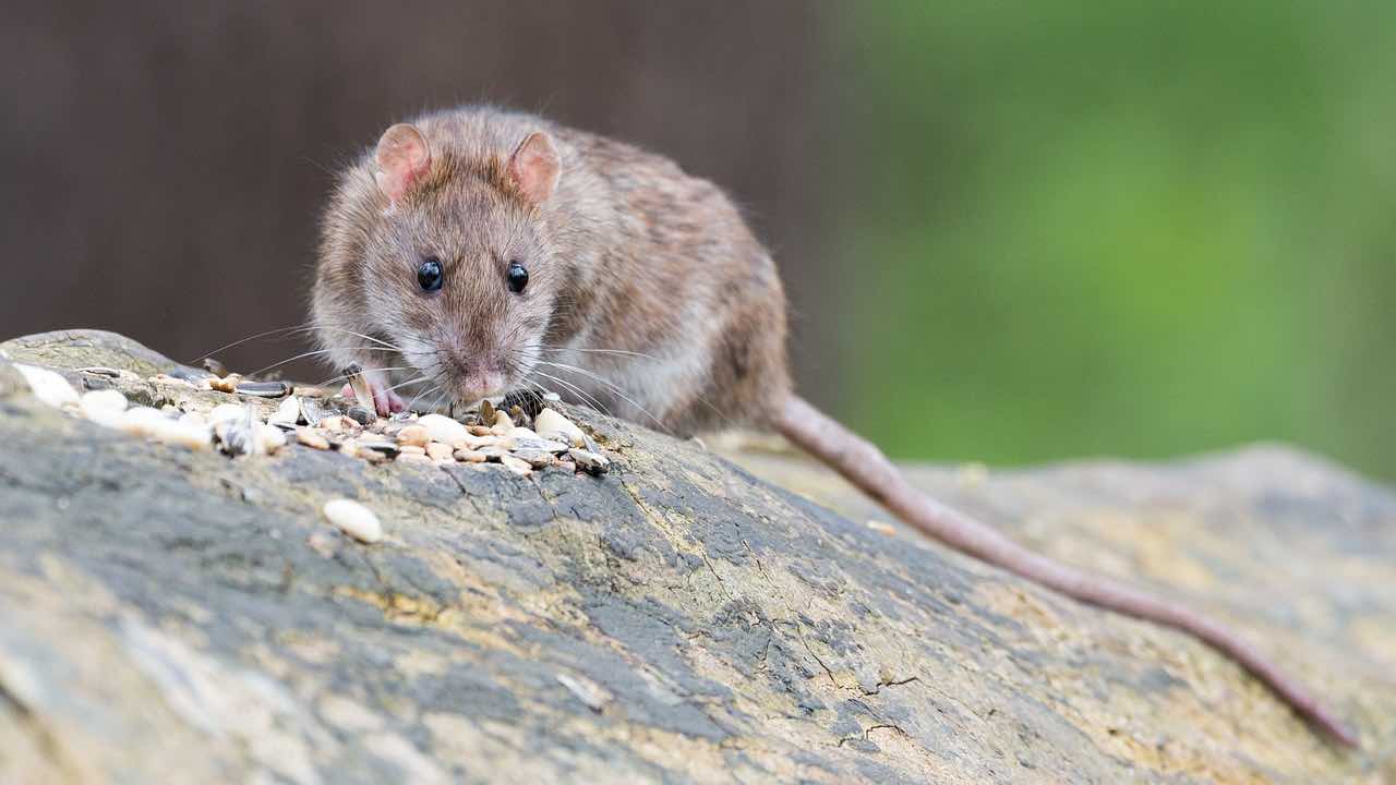 ¡Hay trabajo! 170 mil dólares por ser exterminador de ratas en Nueva York