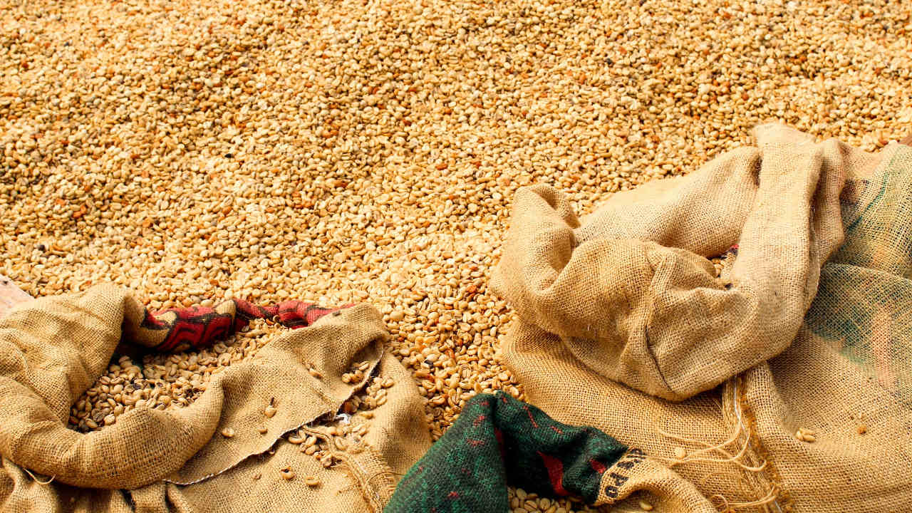 Para evitar alza de tortilla, gravan con 50% de impuestos a exportadores de maíz