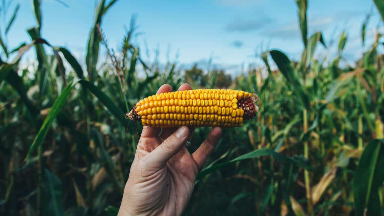 EEUU abre consulta contra México tras prohibición del maíz transgénico