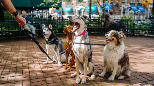 ¿Cuál es la raza de perro más costosa del mundo?