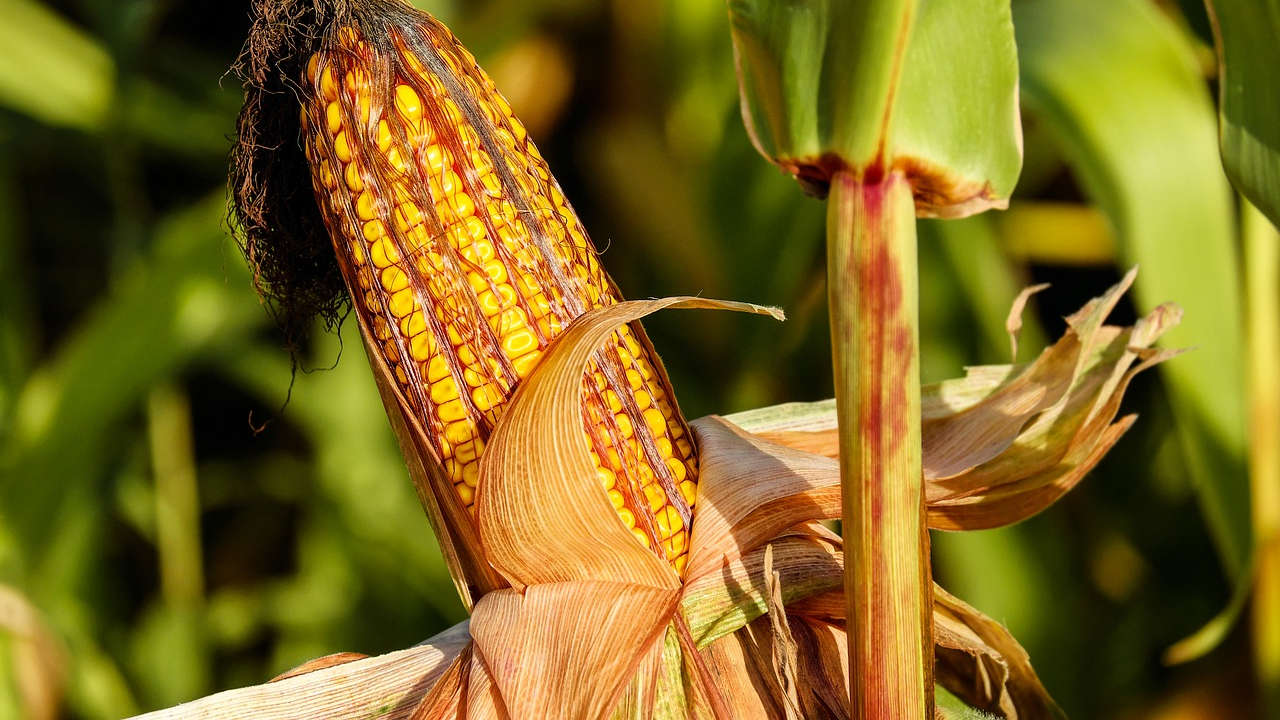 Por ineficaz, Diputados eliminan a la Financiera Rural