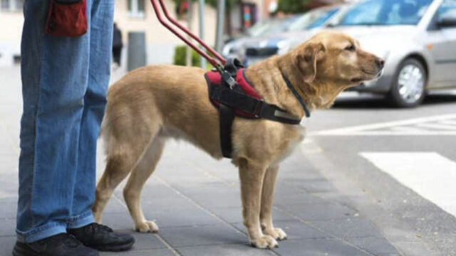 Se aplican multas por pagar negar el acceso a perros guías