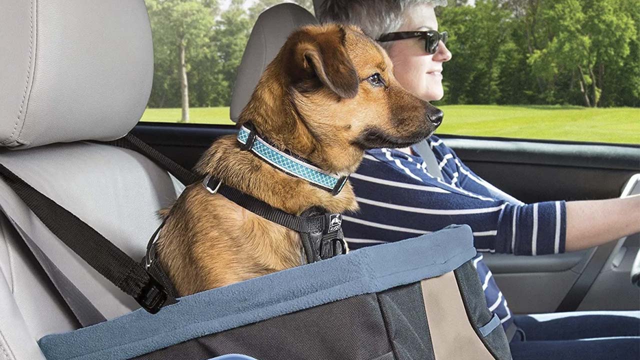 Manejar con tu perro no es recomendado