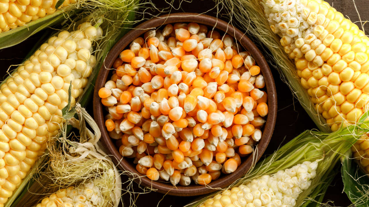 Maíz Transgénico: EEUU solicita consultas contra México en marco del T-MEC