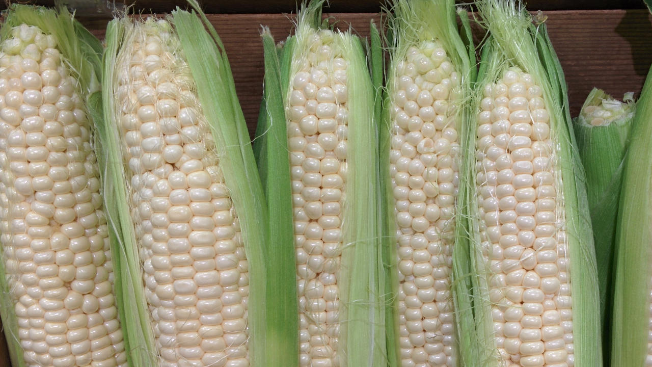 México impone aranceles al maíz blanco: ¿Subirá la tortilla?