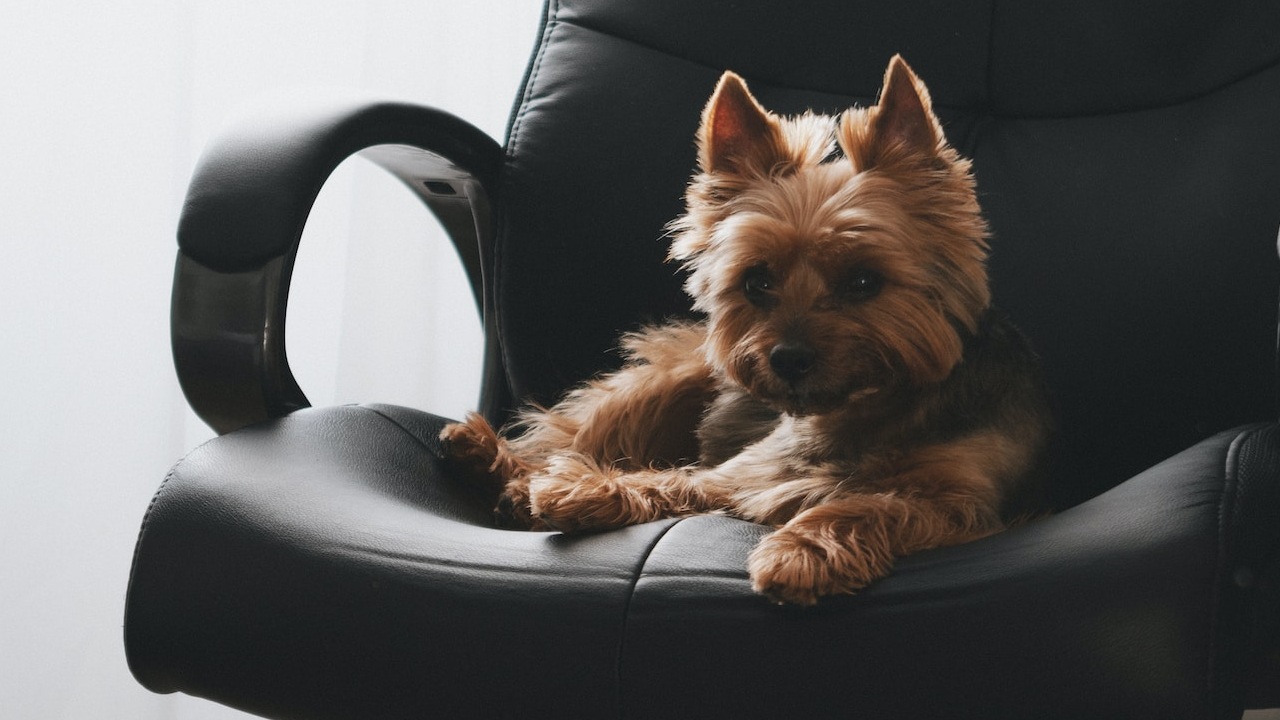 ¿Trabajadores podrán llevar a su perro a la oficina?