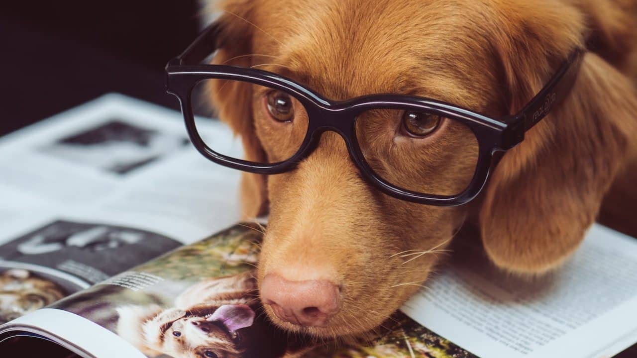 ¿Trabajadores podrán llevar a su perro a la oficina?