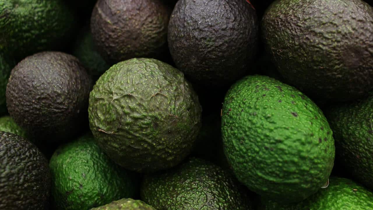 aguacate
