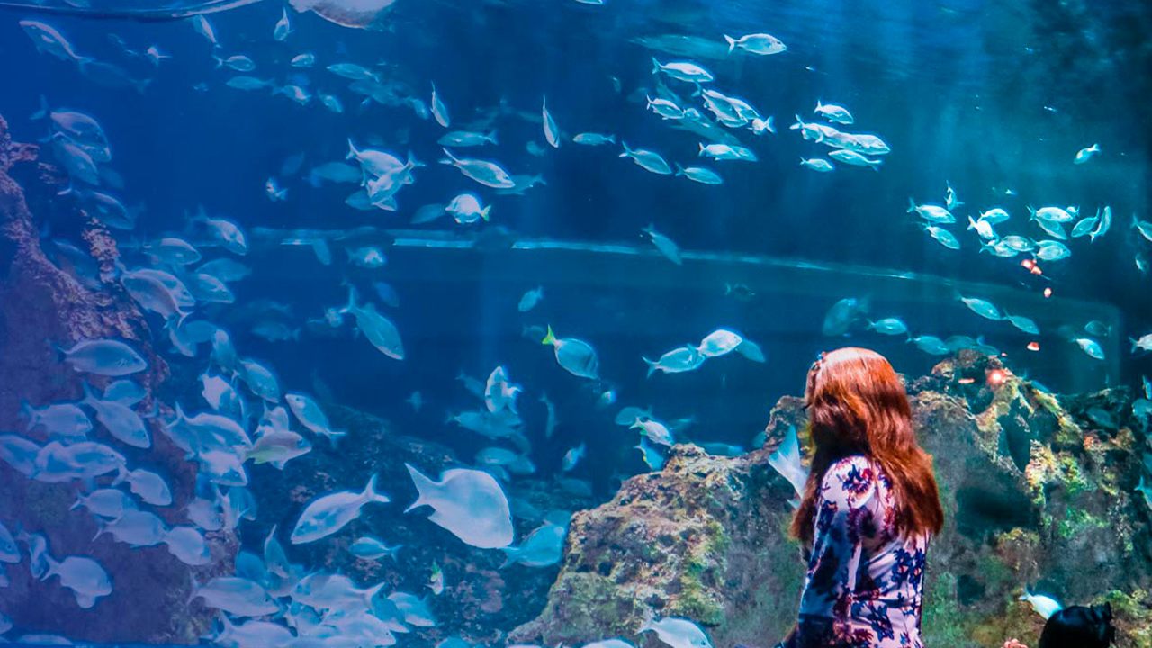 Conoce el precio y horarios para ir al Acuario Michin en CDMX