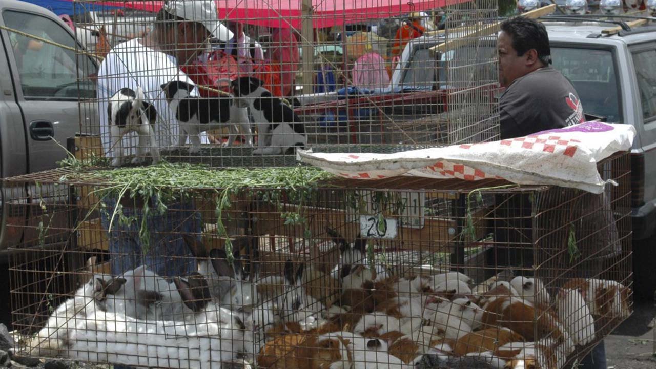 Mercados y tianguis no pueden vender animales
