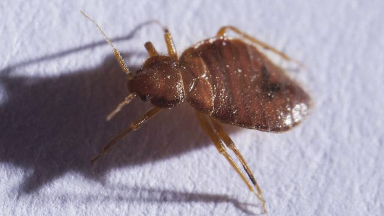 Plaga de chinches: ¿Cuánto cuesta fumigar una casa en México?