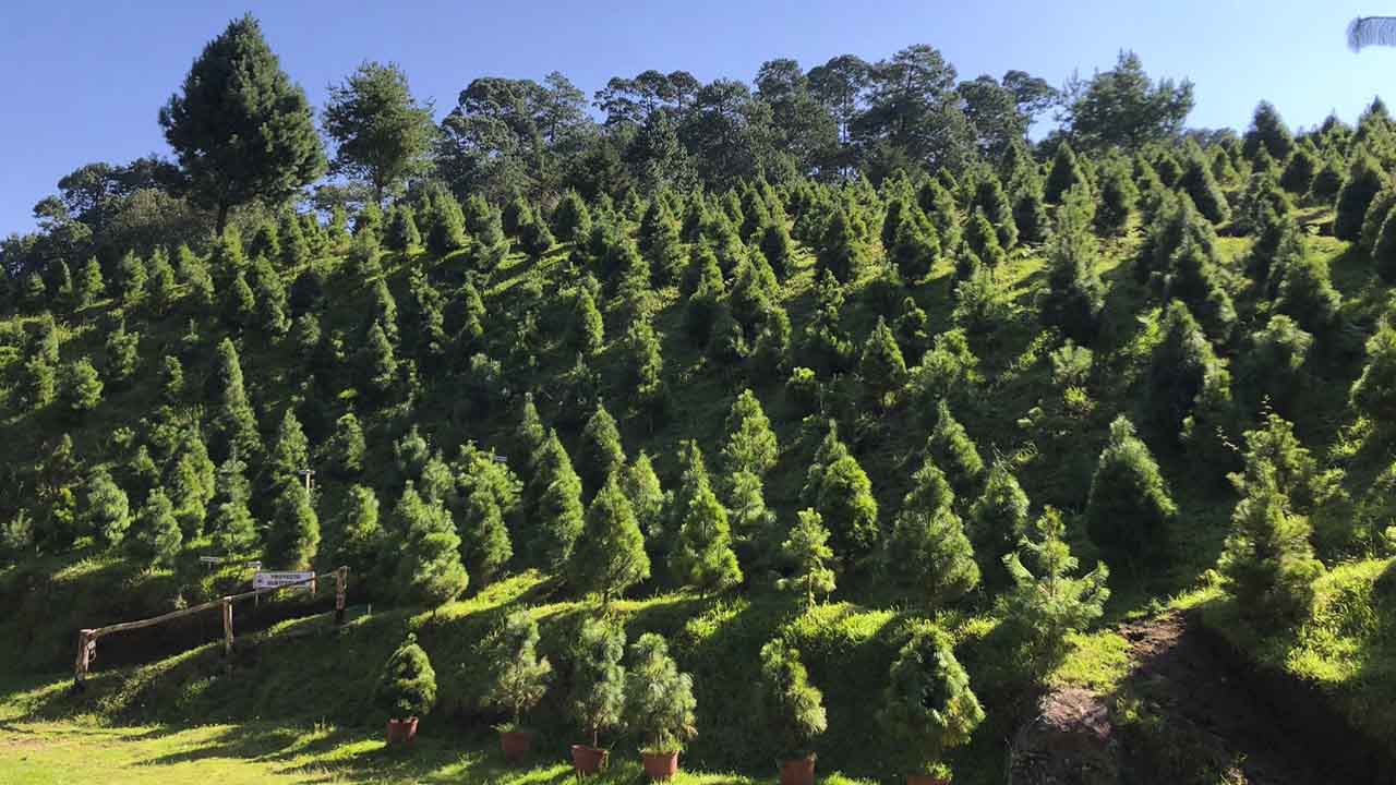 5 Lugares para cortar tu árbol de navidad en la CDMX