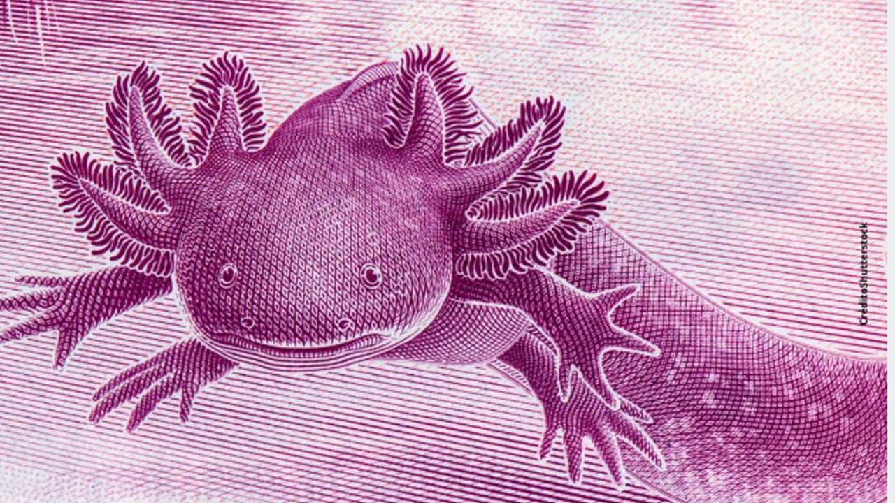 ¿Dónde puedo vender y comprar billetes de ajolote antes que desaparezcan?