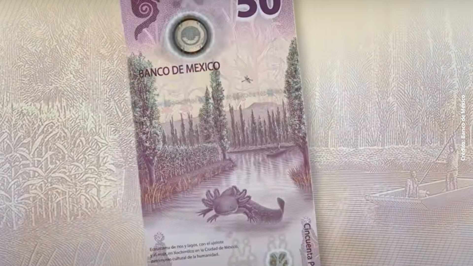 Billete de ajolote vale 2 millones por ser una variante especial 