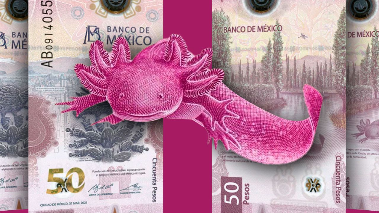 Conoce la Colección de Billetes de Ajolote que se Vende en Millones