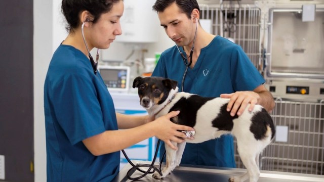 Por ley se abrirán clínicas veterinarias
