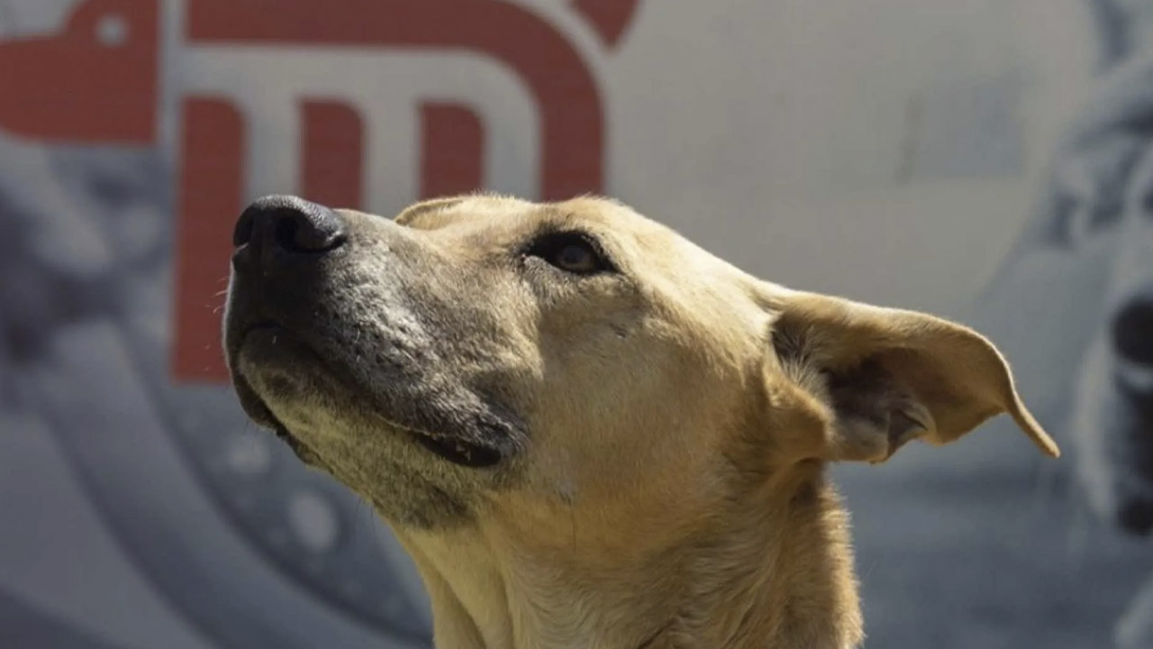 ¿Cómo adoptar perros abandonados y rescatados del Metro de la CDMX?