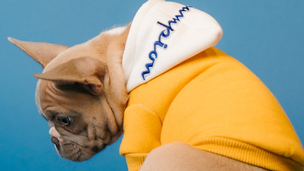 ¿Buscas ropa de perro y no quieres gastar mucho? Esta es la opción