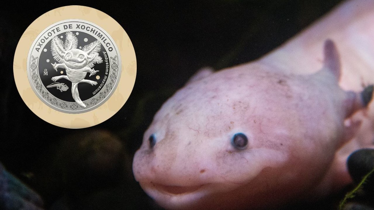 ¿Dónde puedes conseguir las monedas de ajolote de plata?